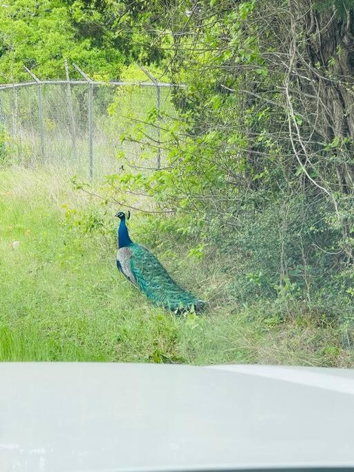 Bastrop Tiny Disc Golf Retreat Βίλα Εξωτερικό φωτογραφία
